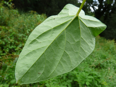 Verso des feuilles. Agrandir dans une nouvelle fenêtre ou onglet)